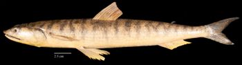 Media type: image;   Ichthyology 154883 Aspect: lateral